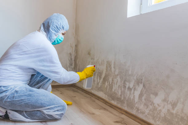 Licensed Mold Cleanup service in Leland, MI - WQB Mold Removal