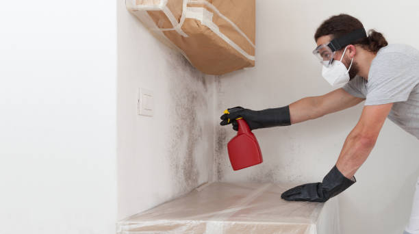 Professional Mold Cleanup technician working in Leland, MI